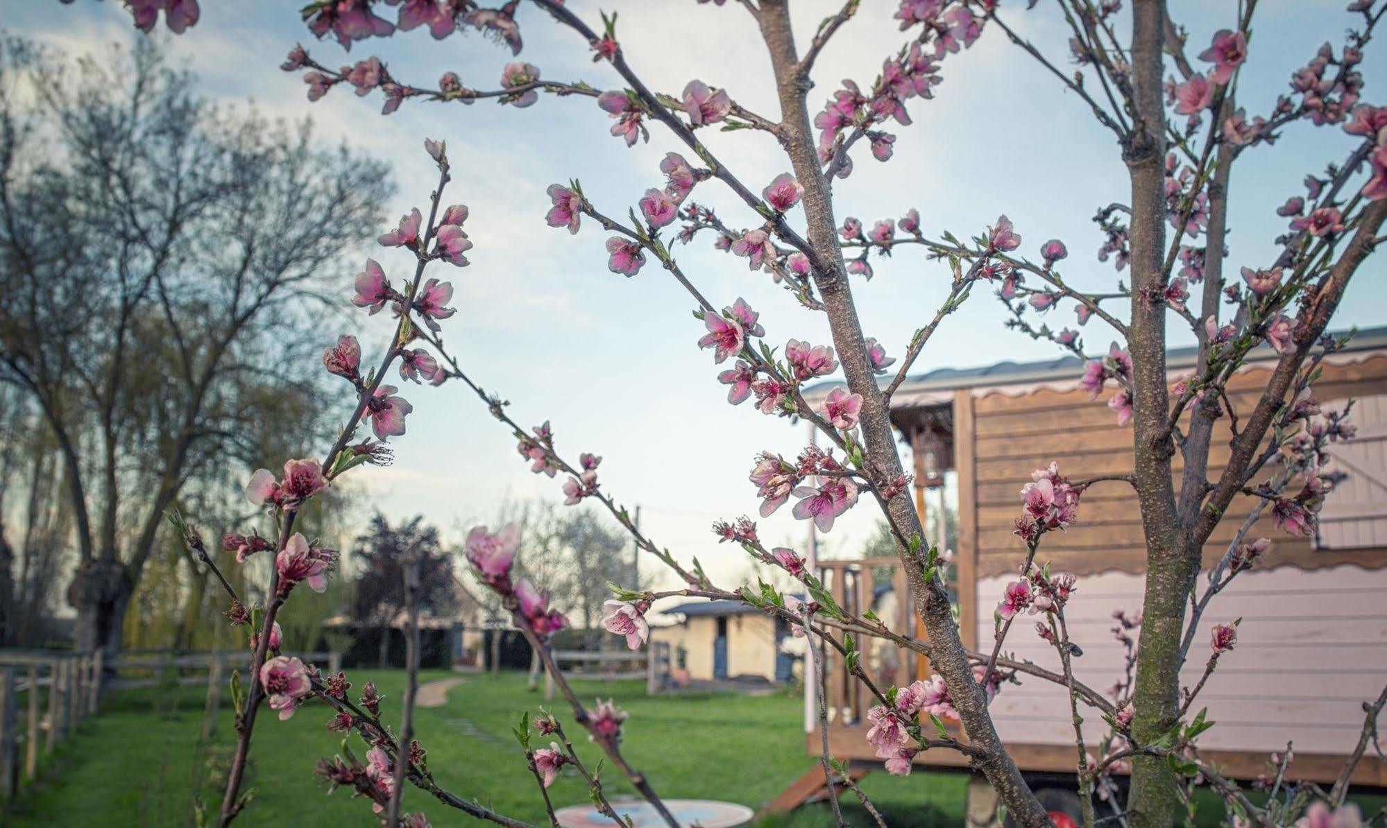 Вилла Les Roulottes De La Brauderie Brissarthe Экстерьер фото
